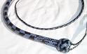 4ft Blue and Black 20 plait Signal with Box Pattern Knot D